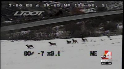 Elk Herd Shuts Down I-80