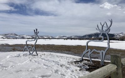 TownLift article: Swaner installs silhouette sculptures to help reduce wildlife-vehicle collisions